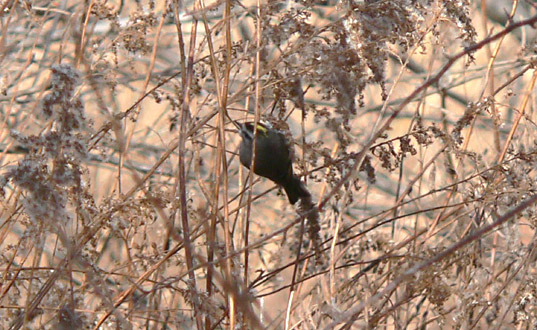 Golden-crowned Kinglet