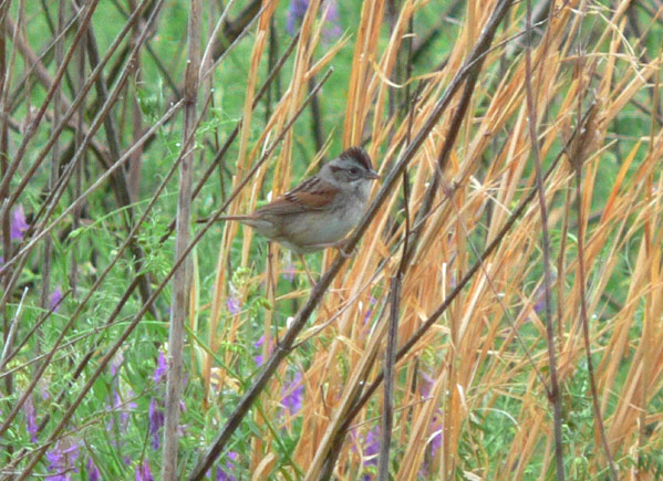 Swamp Sparrow