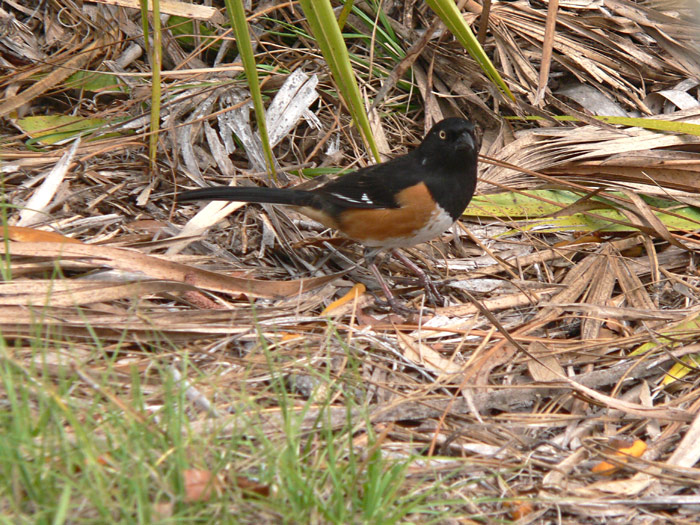 Eastern Towhee