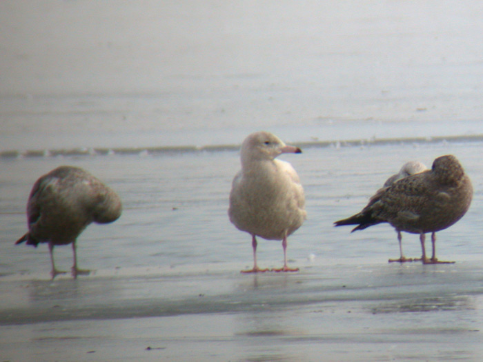 Glaucous Gull