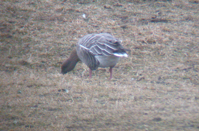Pink-footed Goose