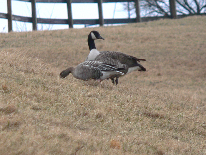 Pink-footed Goose