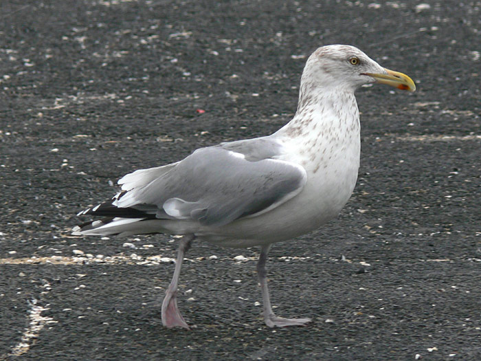 Herring Gull