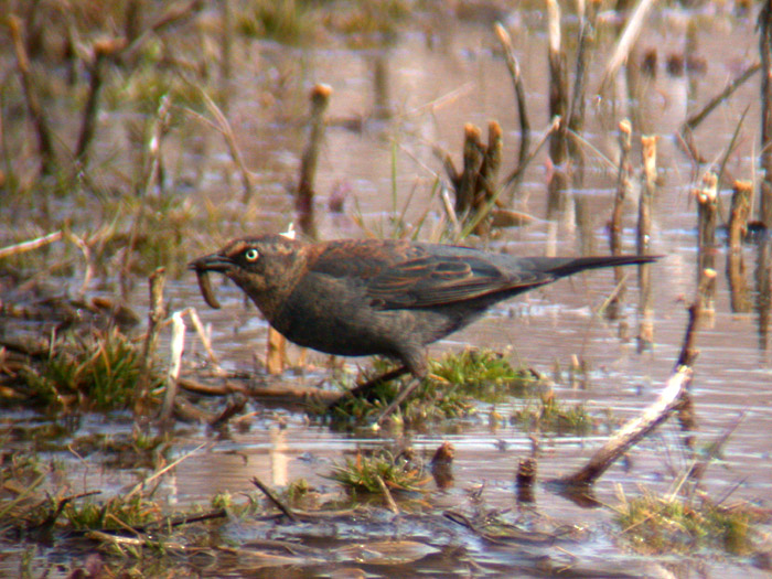 Rusty Blackbird