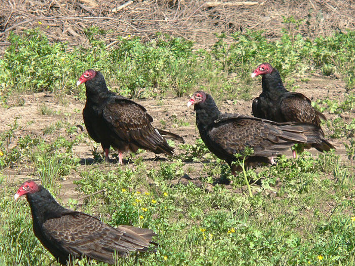 Turkey Vulture