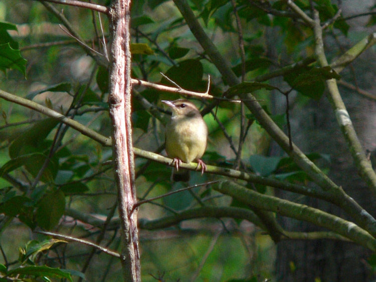 Swainsons Warbler
