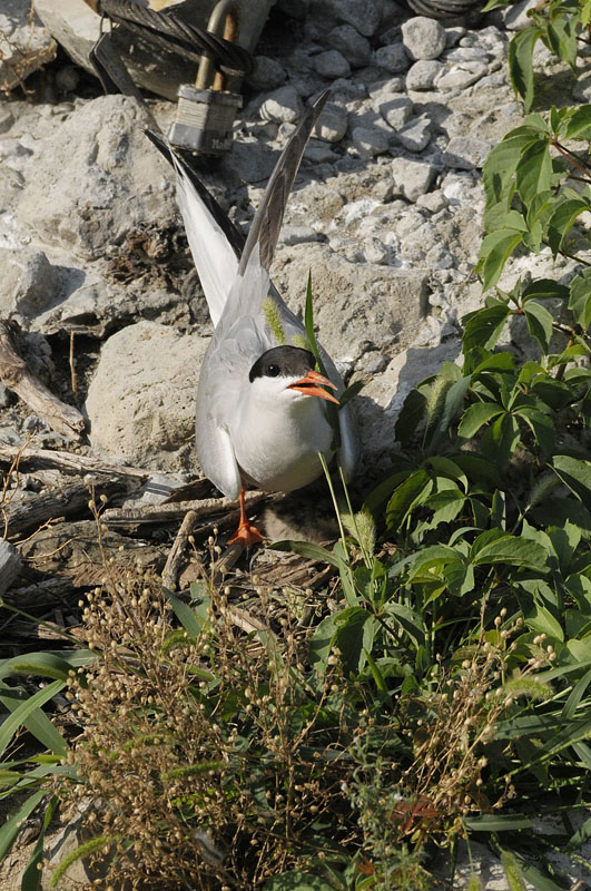 CommonTern2513b.jpg