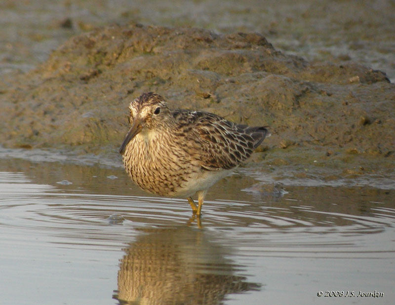 PectoralSandpiper8418b.jpg