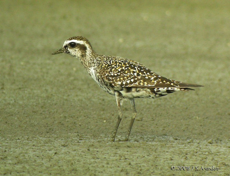 AmGoldenPlover8637b.jpg