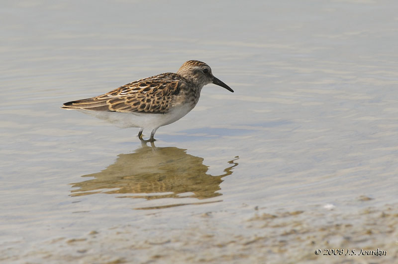 LeastSandpiper4804b.jpg