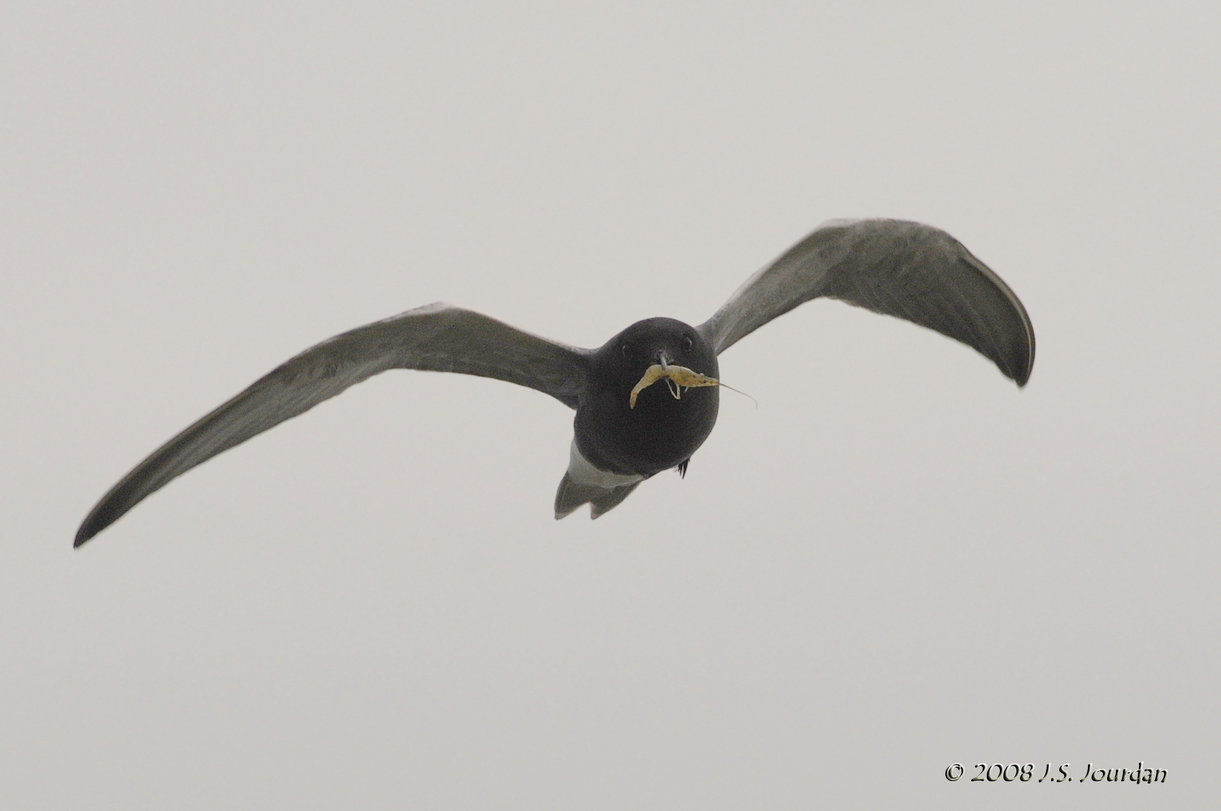 BlackTern8417_ps.jpg