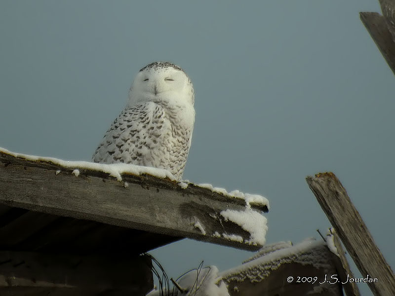 016SnowyOwl1819b.jpg