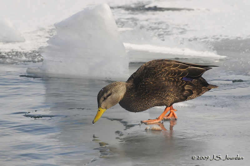 AmericanBlackDuck8285b.jpg