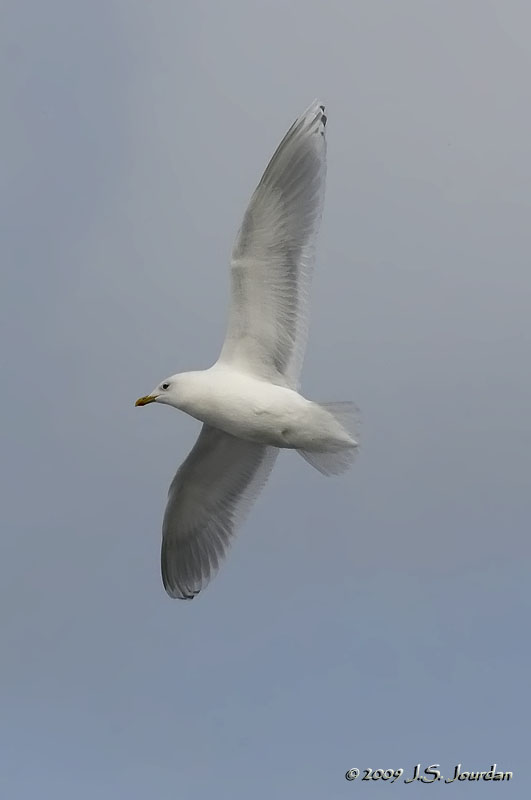 IcelandGull0533b.jpg