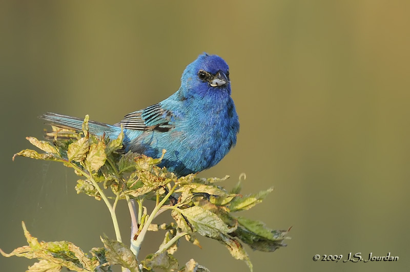 IndigoBunting2309b.jpg