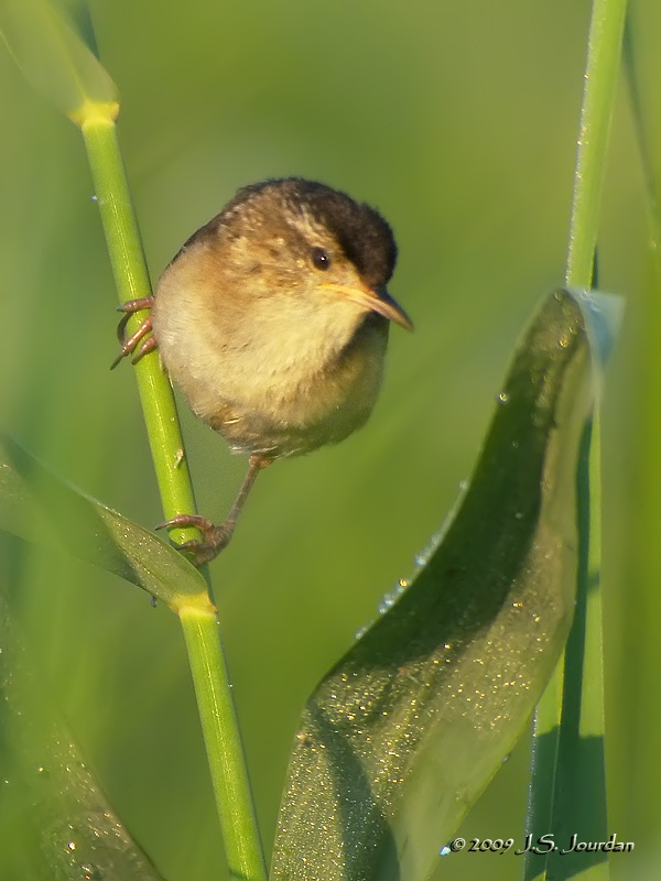 MarshWren5072b.jpg