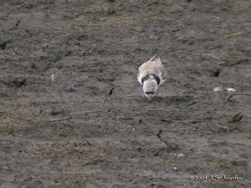 PipingPlover5313b.jpg