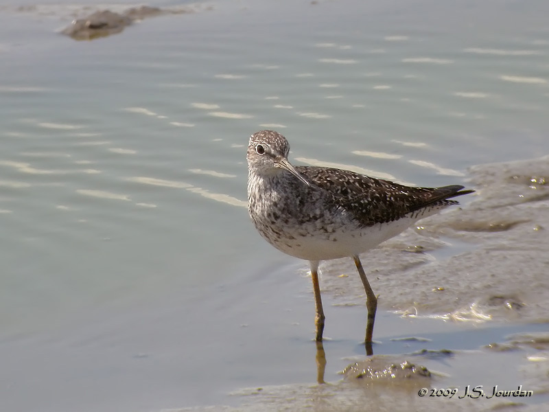 LesserYellowlegs5246b.jpg