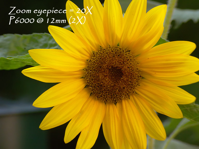 sunflower12mm_5418b.jpg