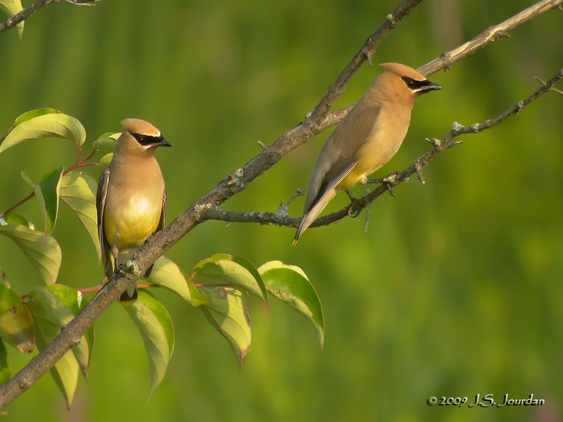 CedarWaxwing6180b.jpg