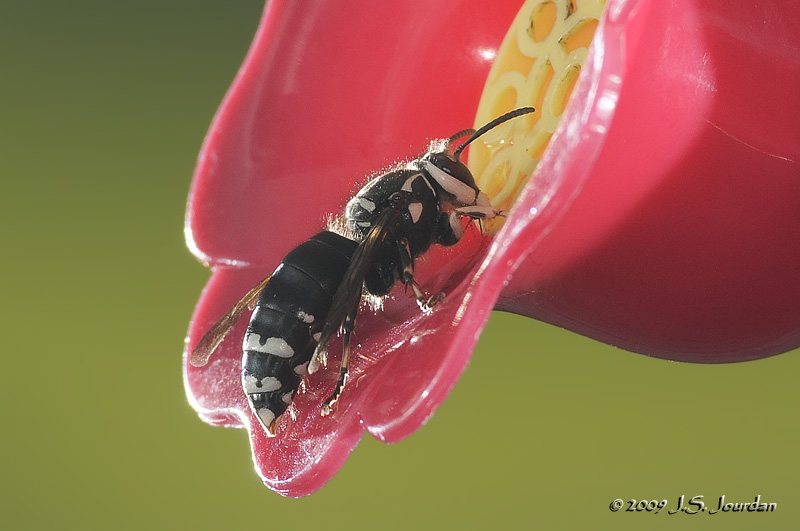 BaldfacedHornet3536b.jpg