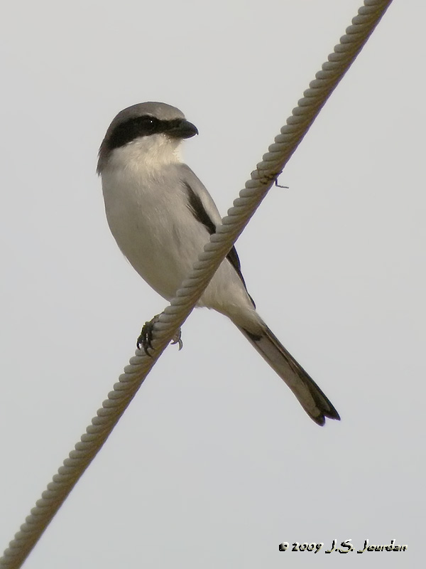 LoggerheadShrike7106b.jpg