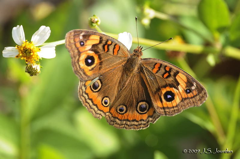 TropicalBuckeyeButterfly9020b.jpg
