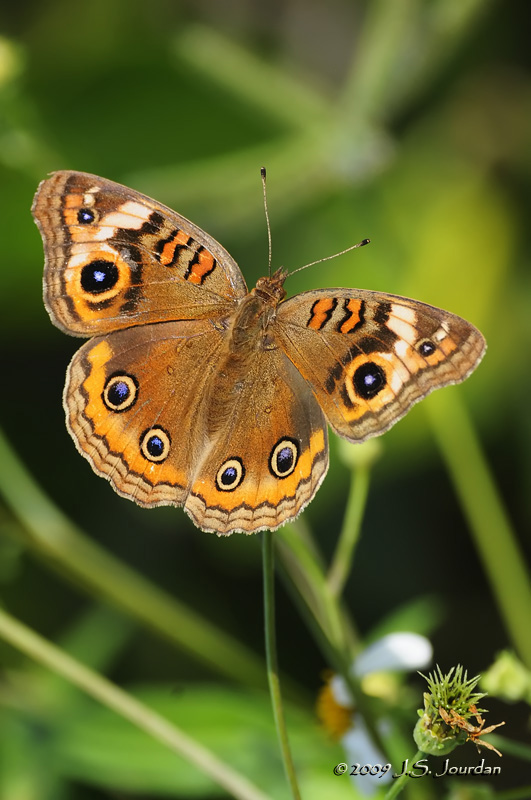 TropicalBuckeyeButterfly9029b.jpg