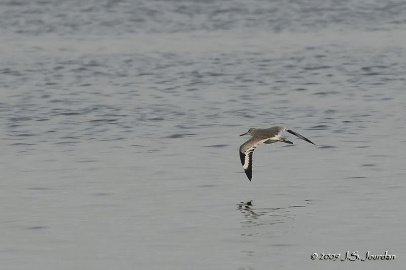 Willet8749b.jpg