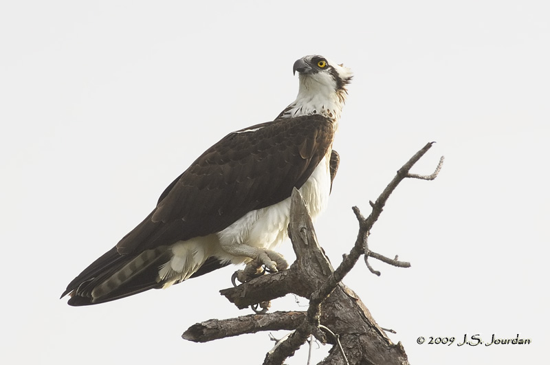 Osprey9269b.jpg