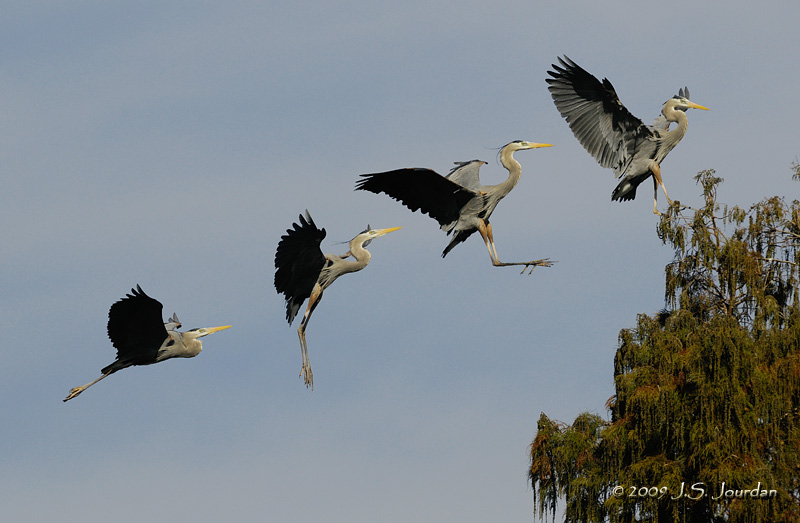 GreatBlueHeron_comp1642b.jpg