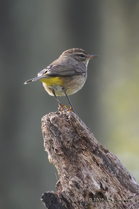 PalmWarbler1832b.jpg