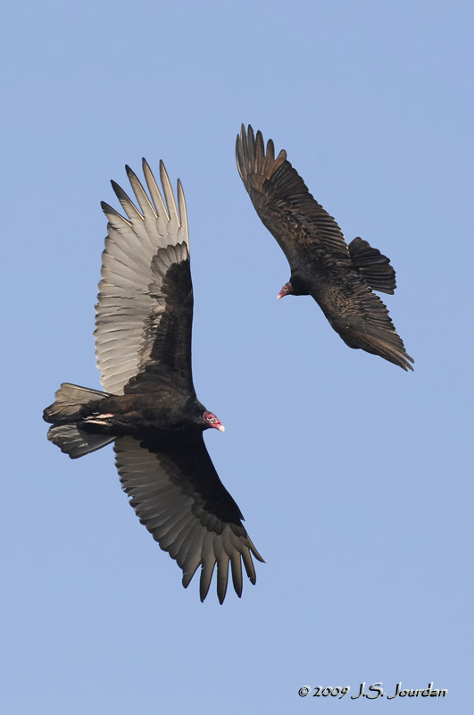 TurkeyVulture2564b.jpg