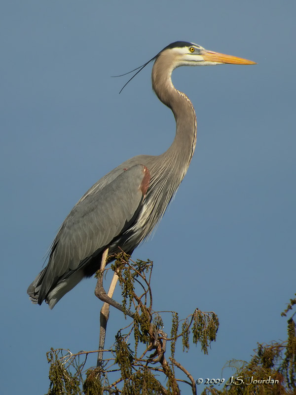 GreatBlueHeron7771b.jpg