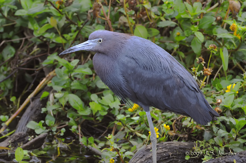 LittleBlueHeron3370b.jpg