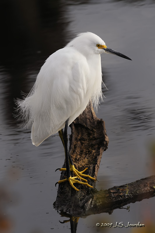 SnowyEgret3397b.jpg
