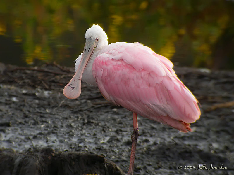 RoseateSpoonbill7985b.jpg