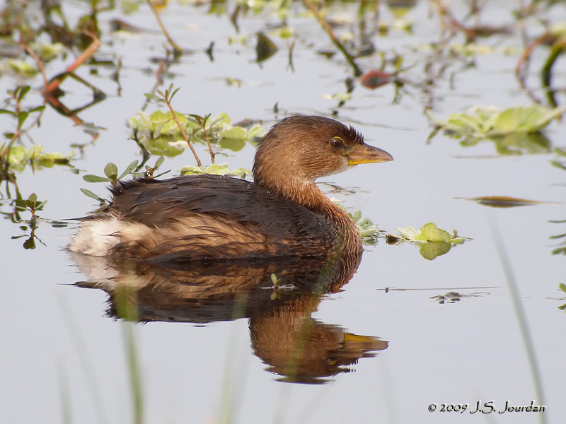 PiedbilledGrebe7995b.jpg