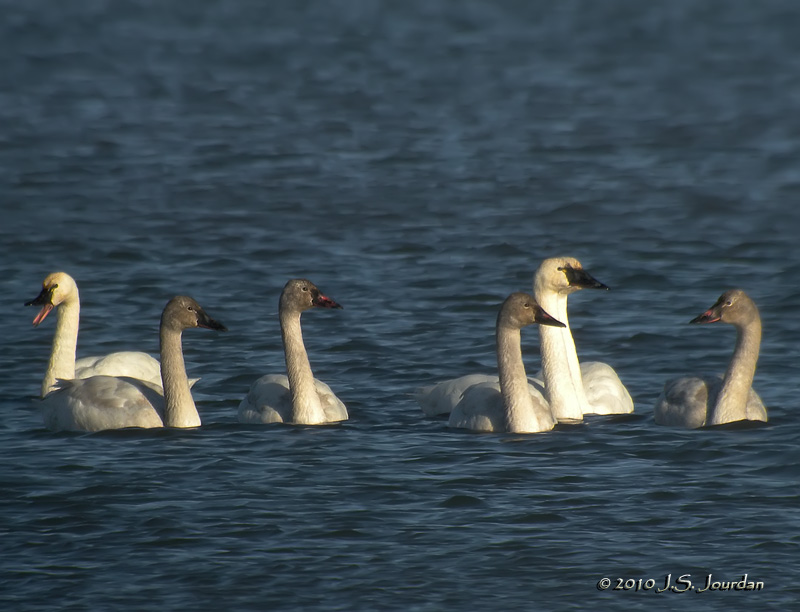 TundraSwan8467b.jpg