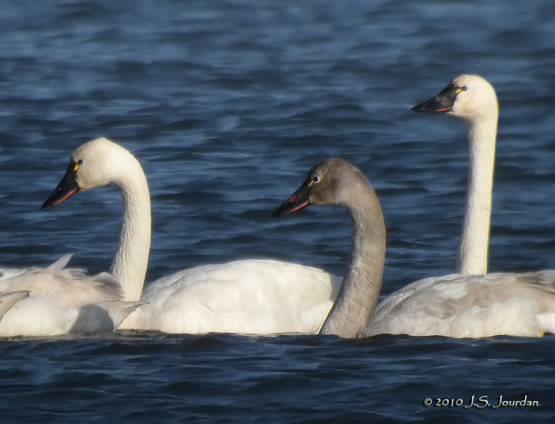 TundraSwan8469b.jpg