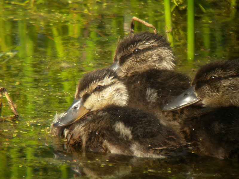 Mallard_24mm_9929b.jpg