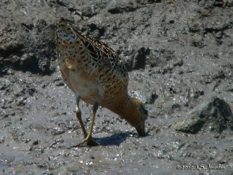 ShortbilledDowitcher0014_01b.jpg