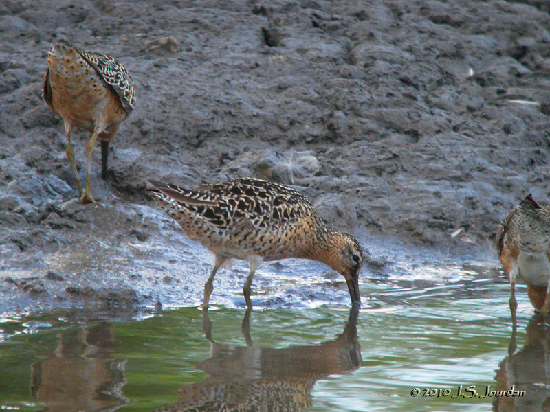 ShortbillledDowitcher0023_01b.jpg