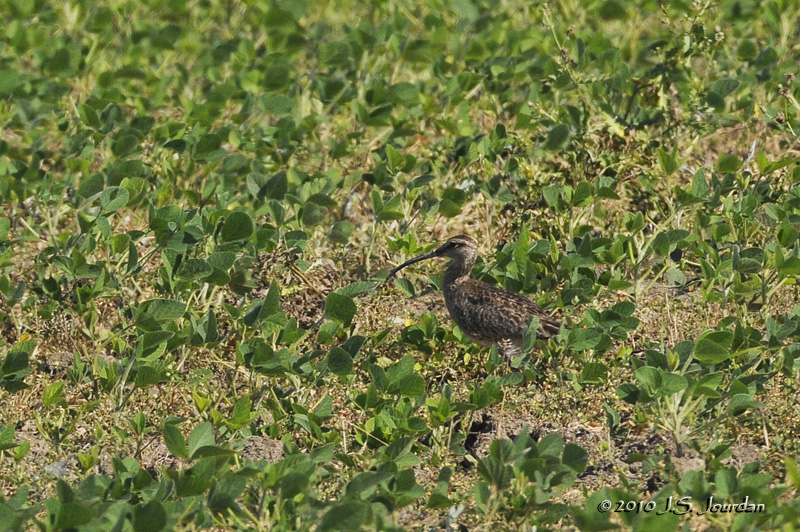 Whimbrel0224b.jpg