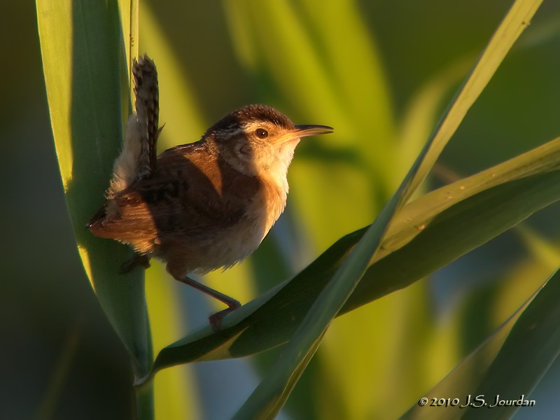 MarshWren0364b.jpg