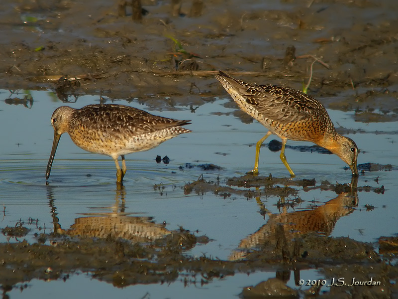 ShortbilledDowitcher0435b.jpg
