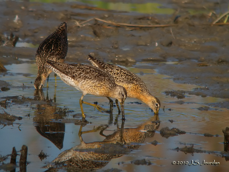 ShortbilledDowitcher0453b.jpg