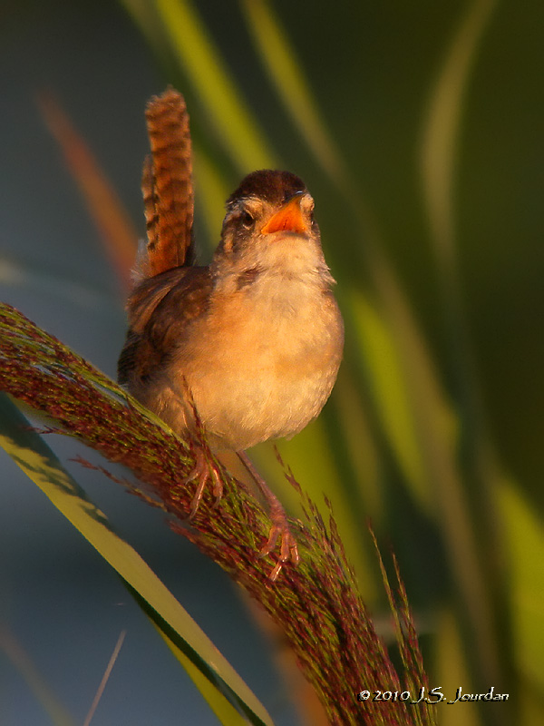 MarshWren0351b.jpg