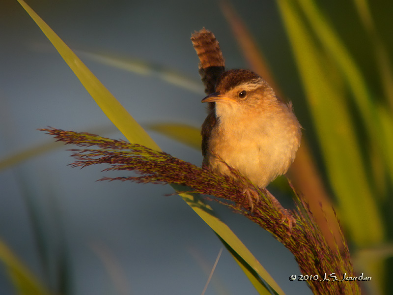MarshWren0343b.jpg