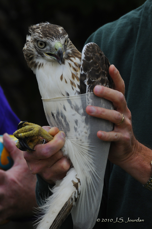 HawkFest2010_5775b.jpg